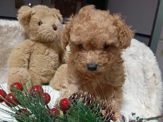 Caniche Toy perros Caniche Toy - Anuncio 10