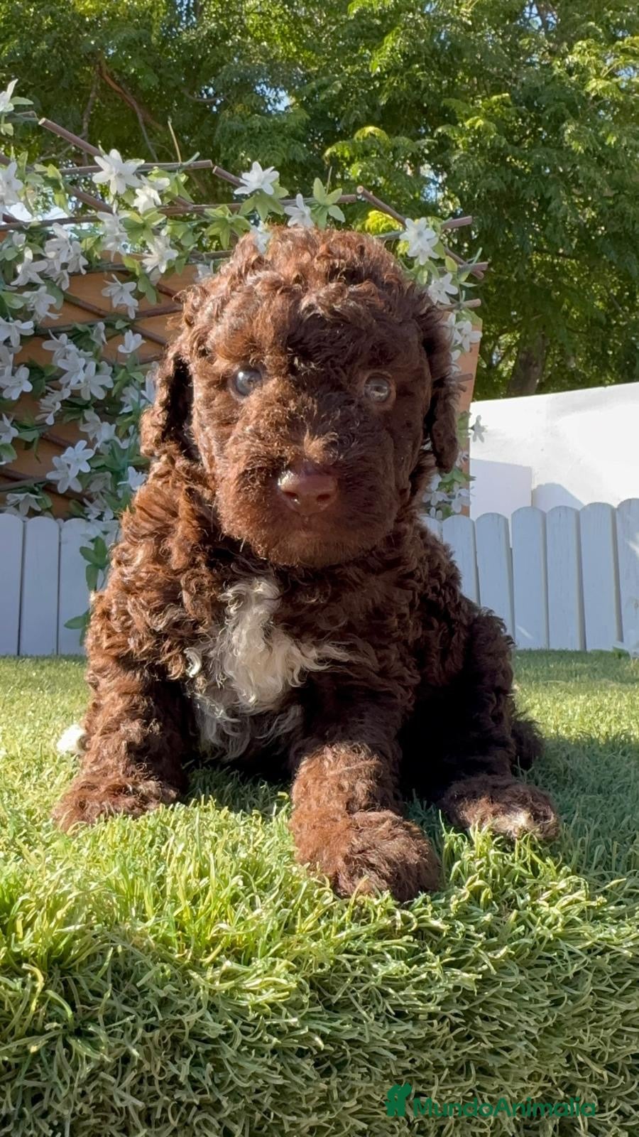 Perro de Agua Español perros PERRO DE AGUA ESPAÑOL HEMBRA - Anuncio 2