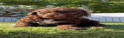 Perro de Agua Español perros en venta: PERRO DE AGUA ESPAÑOL HEMBRA - Anuncio 1