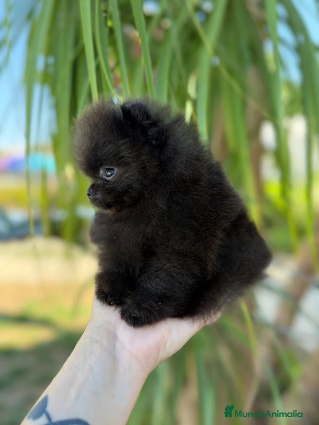 Pomerania perros en venta: Pomerania súper mini hijo campeones - Anuncio 4