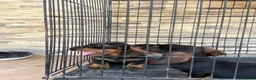 Teckel Miniatura perros en venta: Cachorros teckel gran calidad  - Anuncio 5