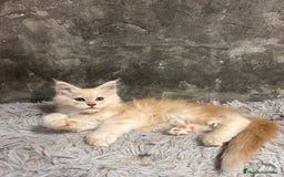 Maine Coon gatos en venta: Maine Coon Black Humo - Imagen 22