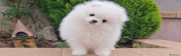 Pomerania perros en venta: POMERANIA  - Anuncio 4