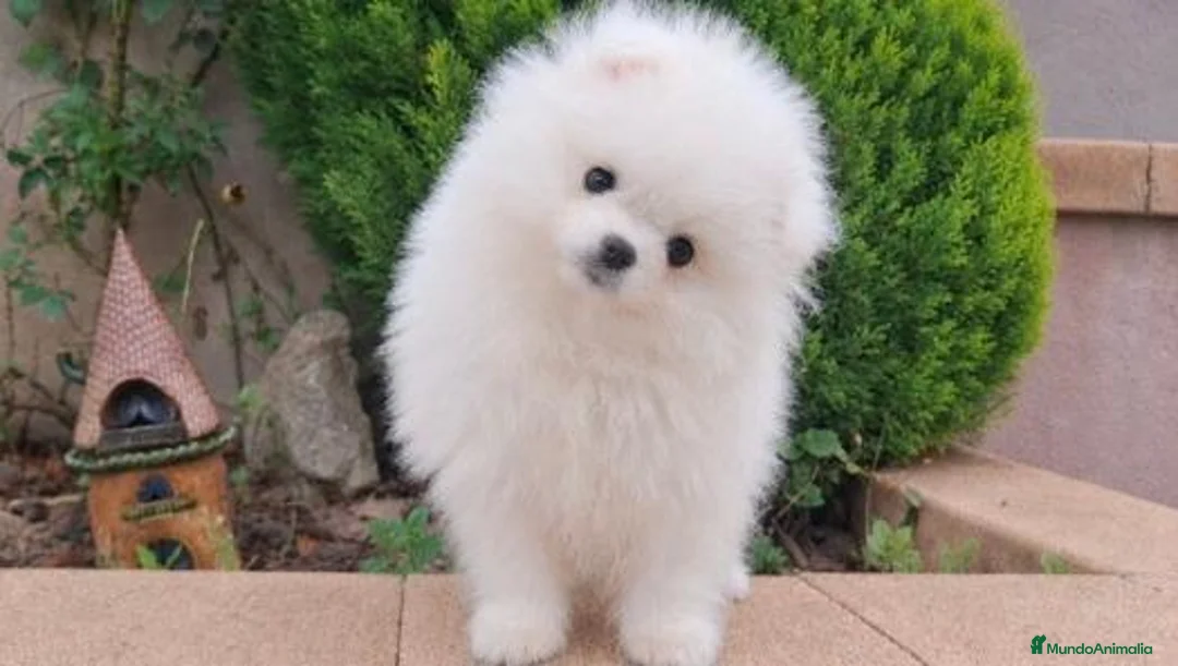 Pomerania perros en venta: POMERANIA  - Anuncio 4