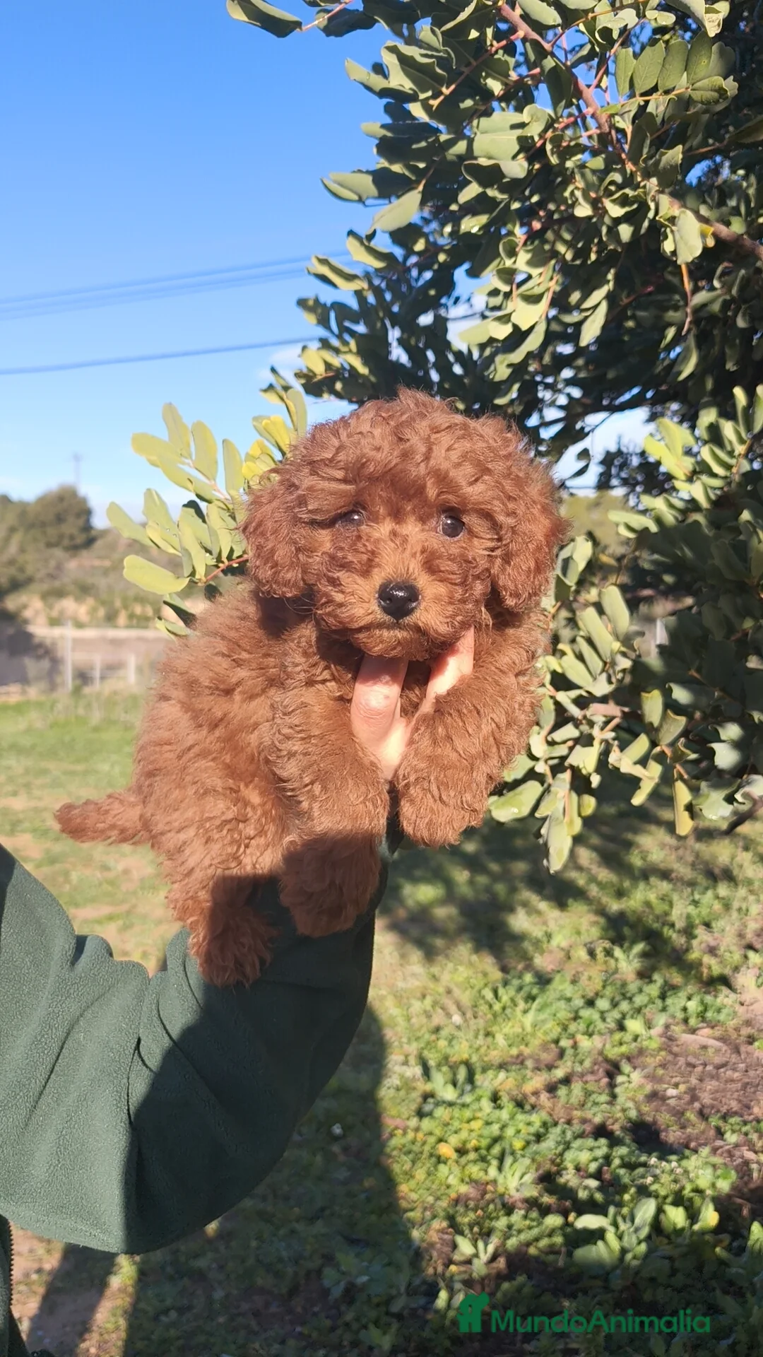 Caniche Toy perros en venta: Caniche Toy 🐩🐩 macho y hembra  - Anuncio 5