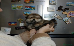 Pomerania perros en venta: Pomerania machitos línea rusa y coreana  - Imagen 3