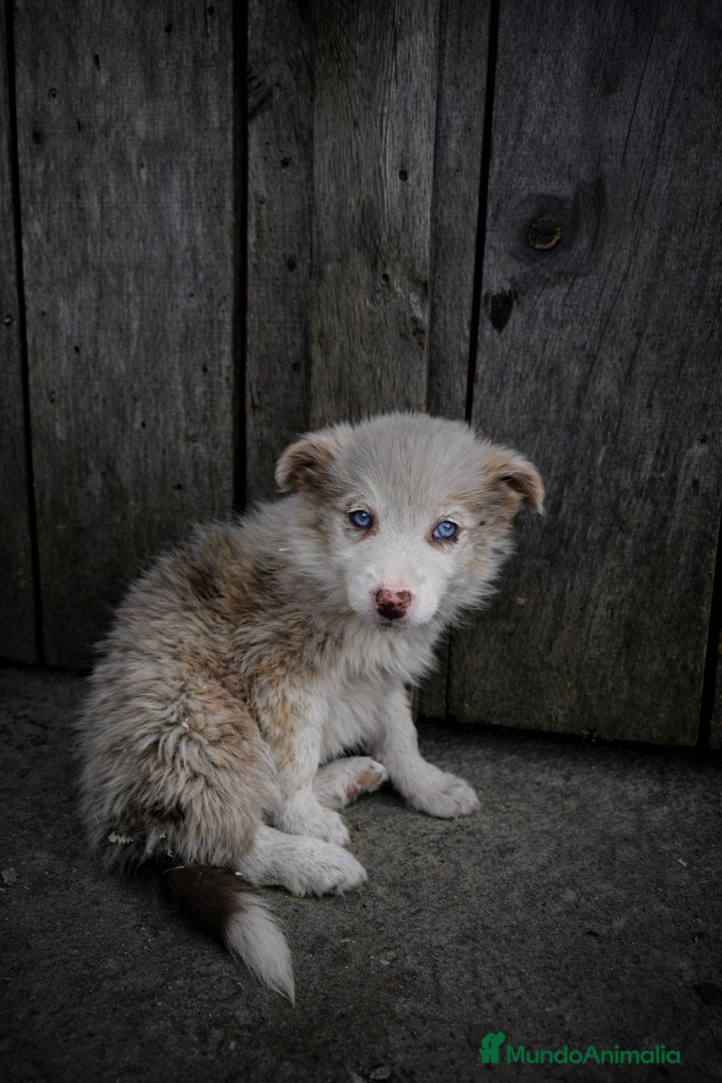 Border Collie perros Cachorros border collie varios colores! - Anuncio 25