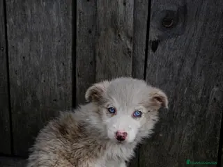 Border Collie perros Cachorros border collie varios colores! - Anuncio 25