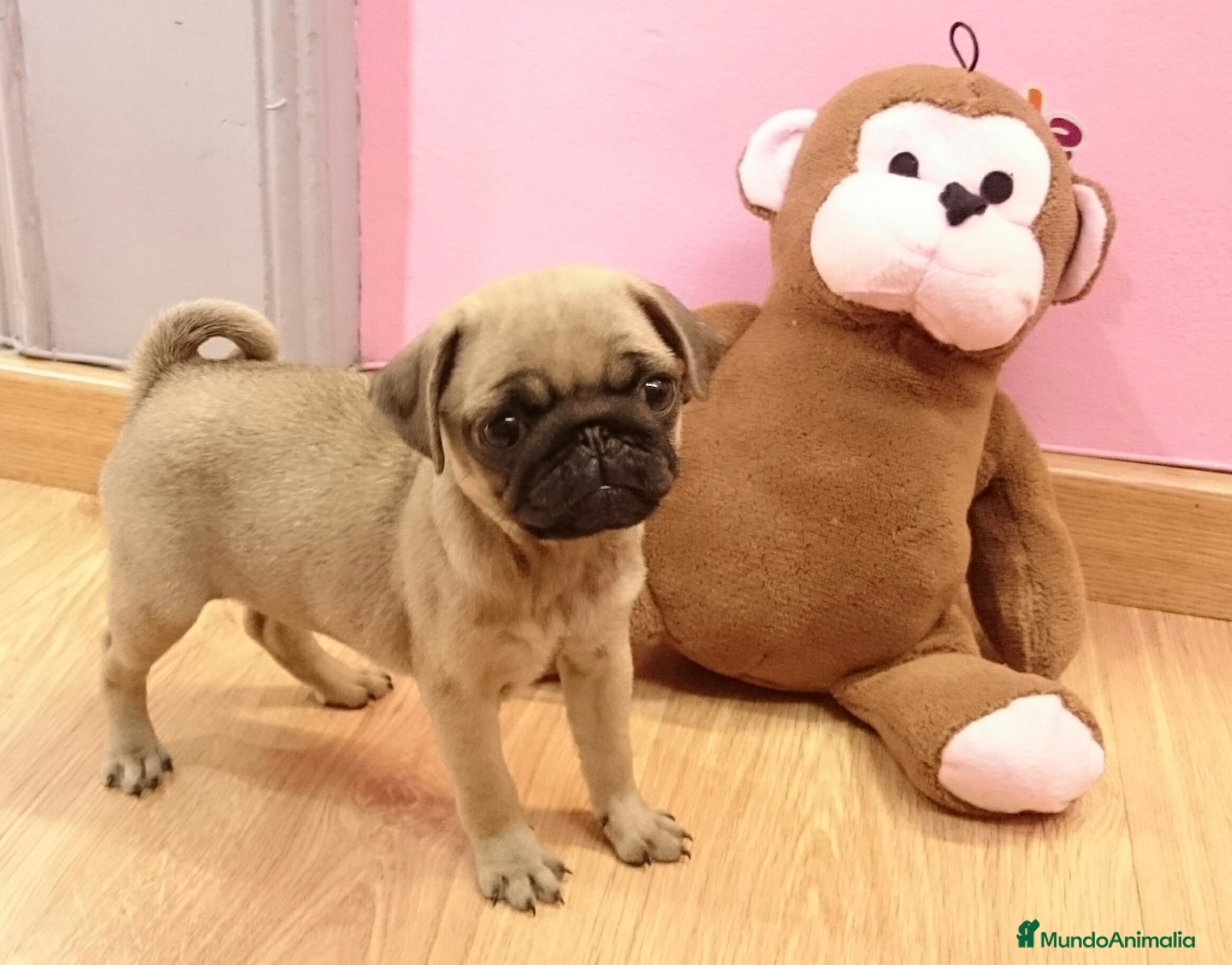 Carlino - Pug perros Carlino - Anuncio 1