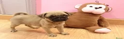 Carlino - Pug perros en venta: Carlino - Anuncio 1