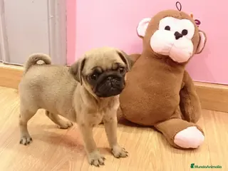 Carlino - Pug perros Carlino - Anuncio 15