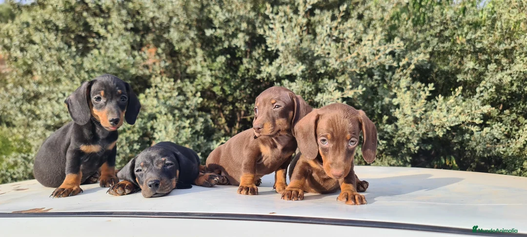 Imagen de galería {{count}}