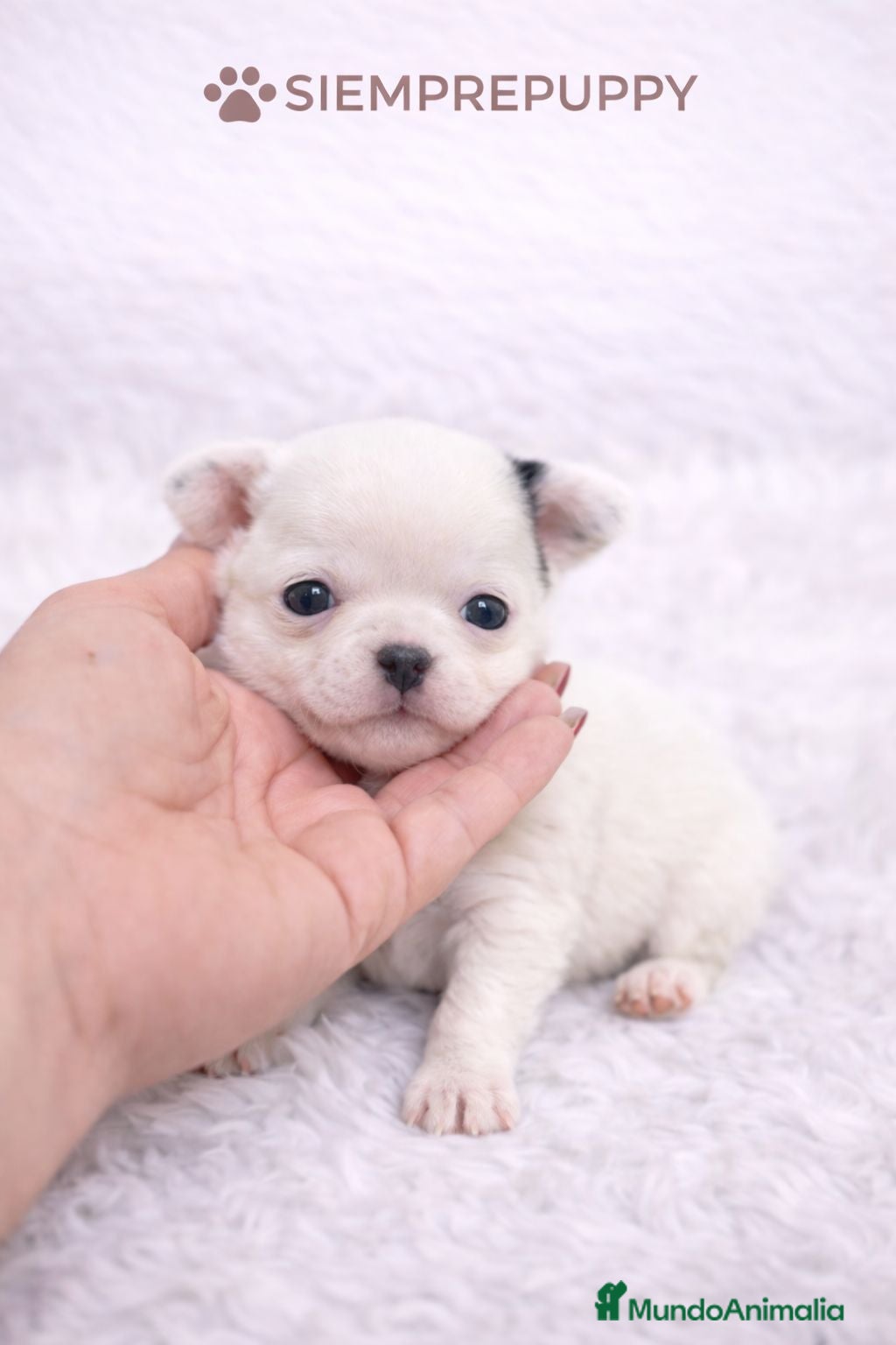 Chihuahua perros CHIHUAHUA TOY LÍNEA RUSA - Anuncio 1