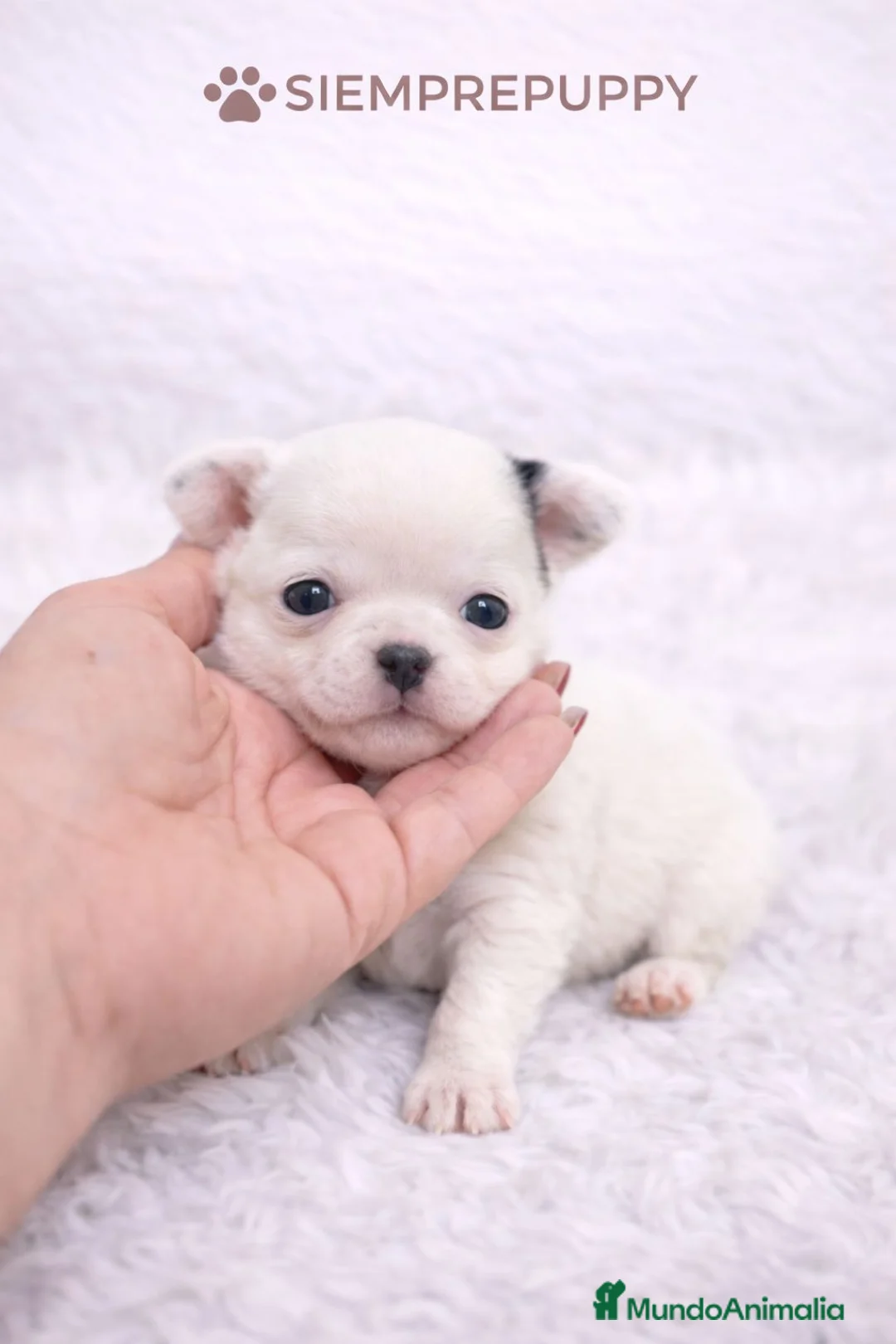 Chihuahua perros en venta: CHIHUAHUA TOY LÍNEA RUSA - Anuncio 1