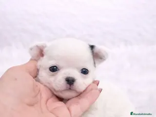 Chihuahua perros CHIHUAHUA TOY LÍNEA RUSA - Anuncio 1