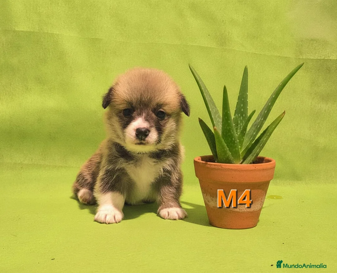 Welsh Corgi Pembroke perros en venta: Cachorros de Corgi Pembroke - Anuncio 6