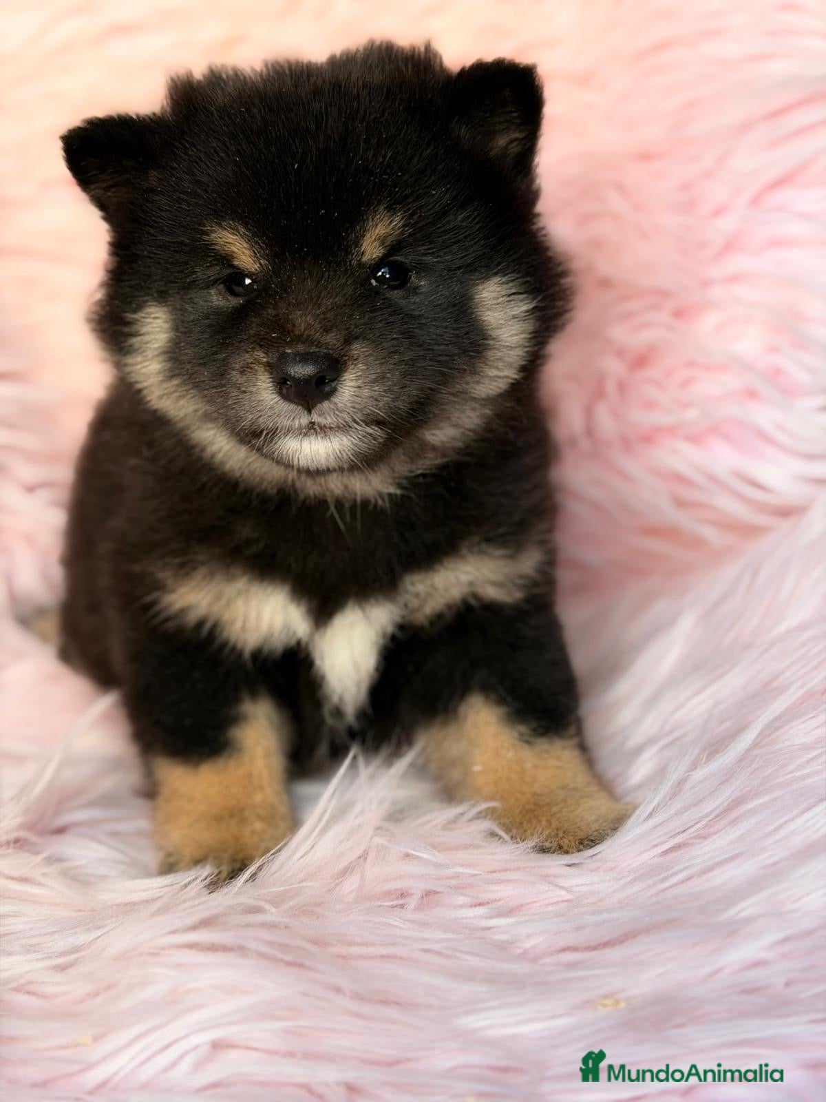 Shiba Inu perros en venta: Hembra Shiba Inu  - Anuncio 3