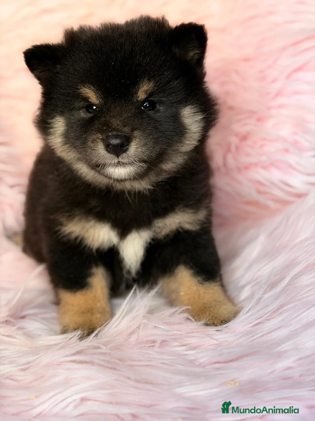 Shiba Inu perros en venta: Hembra Shiba Inu  - Anuncio 1
