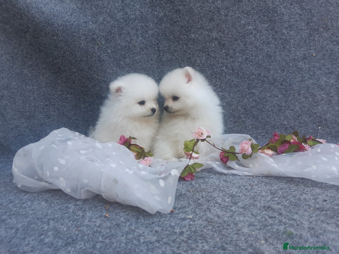 Pomerania perros en venta: PRECIOSOS POMERANIA  LINEA TOY - Anuncio 7