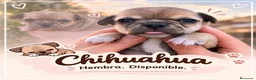 Chihuahua perros en venta: Chihuahas cabeza de manzana - Anuncio 4