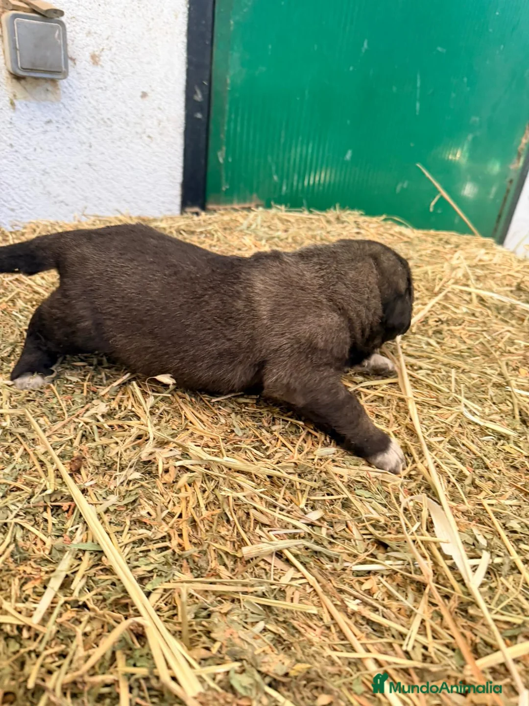 Raza Mixta perros en venta: Mestizo de mastín x Cáucaso  - Anuncio 13