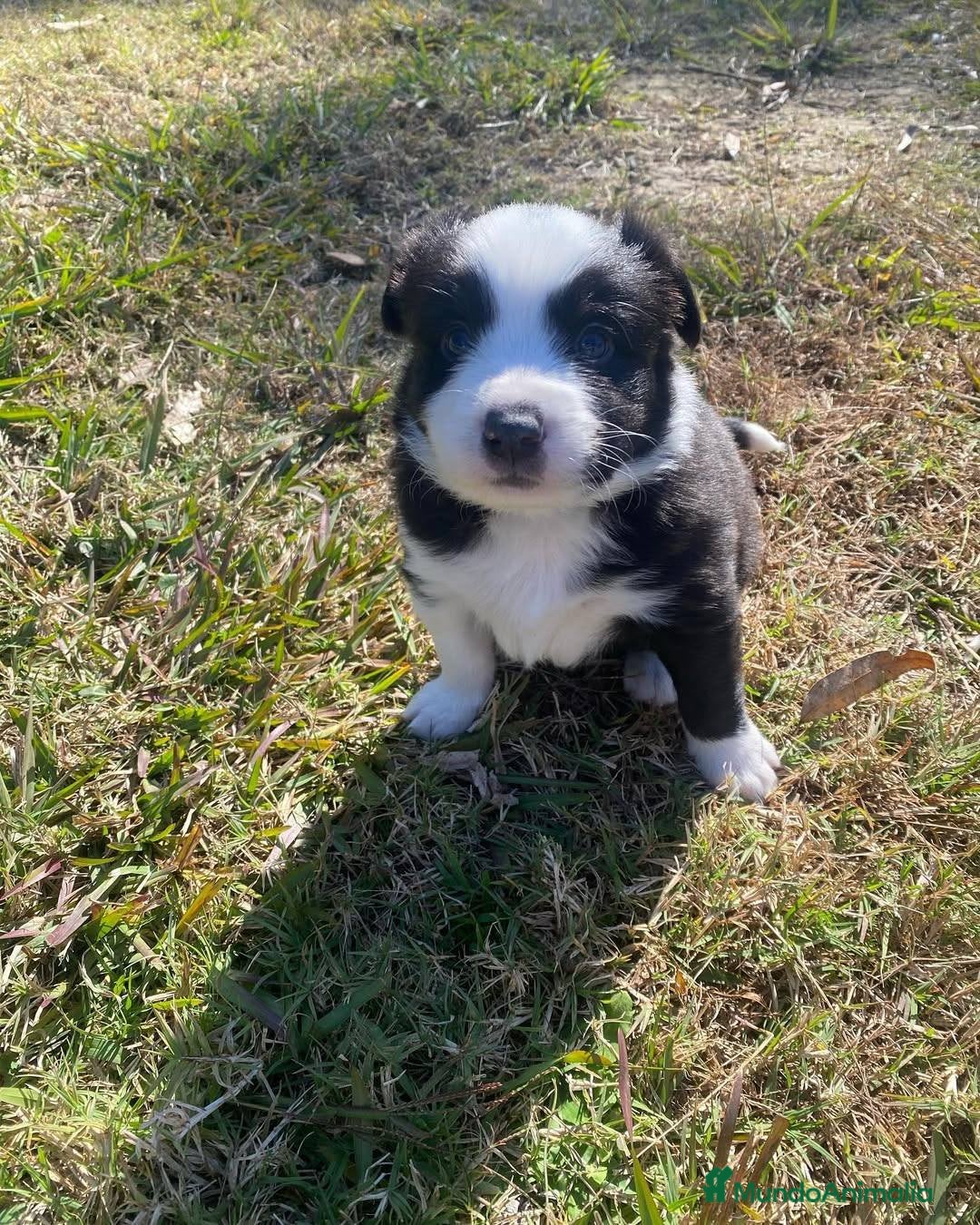 Border Collie perros en venta: puppies border collie  - Anuncio 5