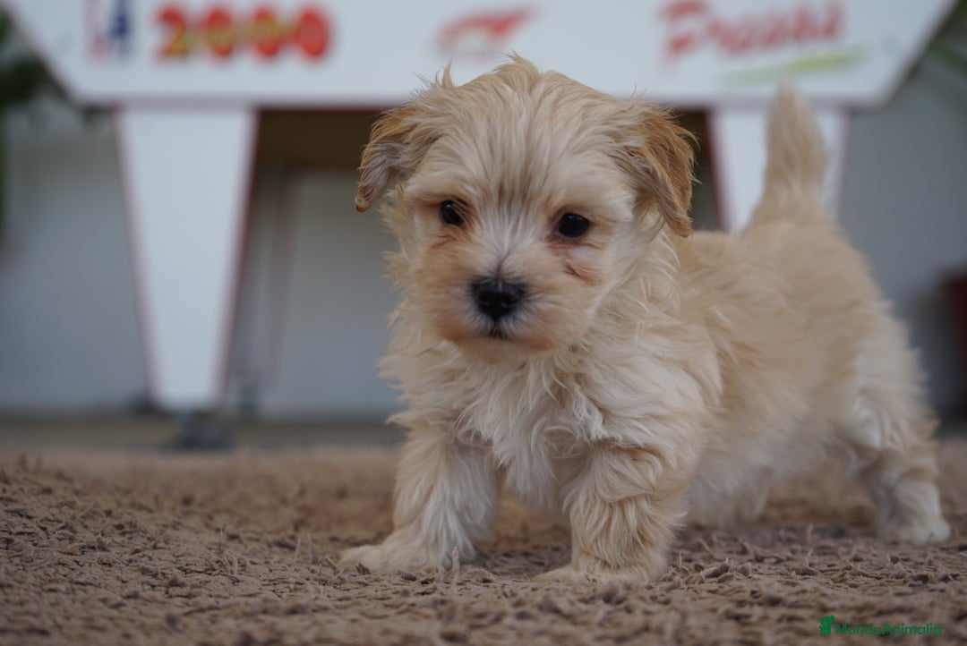 Maltipoo perros en venta: 🐾 Manolo y Jacinto – Pequeños Maltipoo 🐶 - Imagen 9