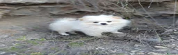 Pomerania perros en venta: Preciosos pomeranias línea americana - Anuncio 2