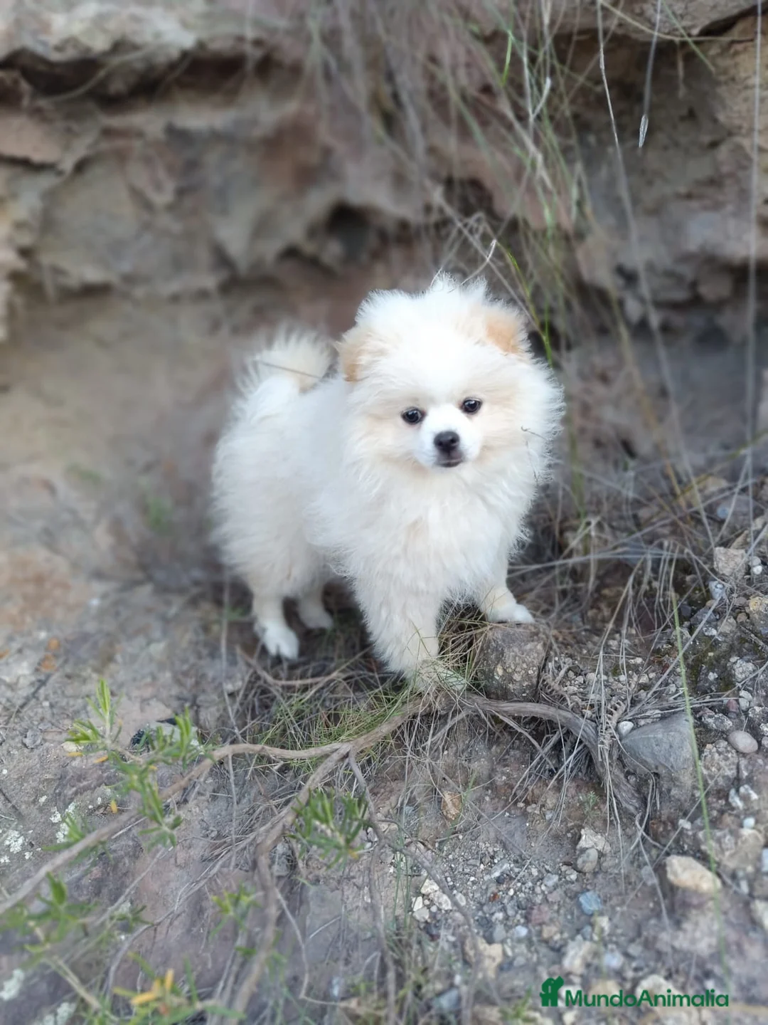 Pomerania perros en venta: Preciosos pomeranias línea americana - Anuncio 2