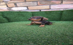 Teckel Miniatura perros en venta: teckel miniatura arlequin - Imagen 17