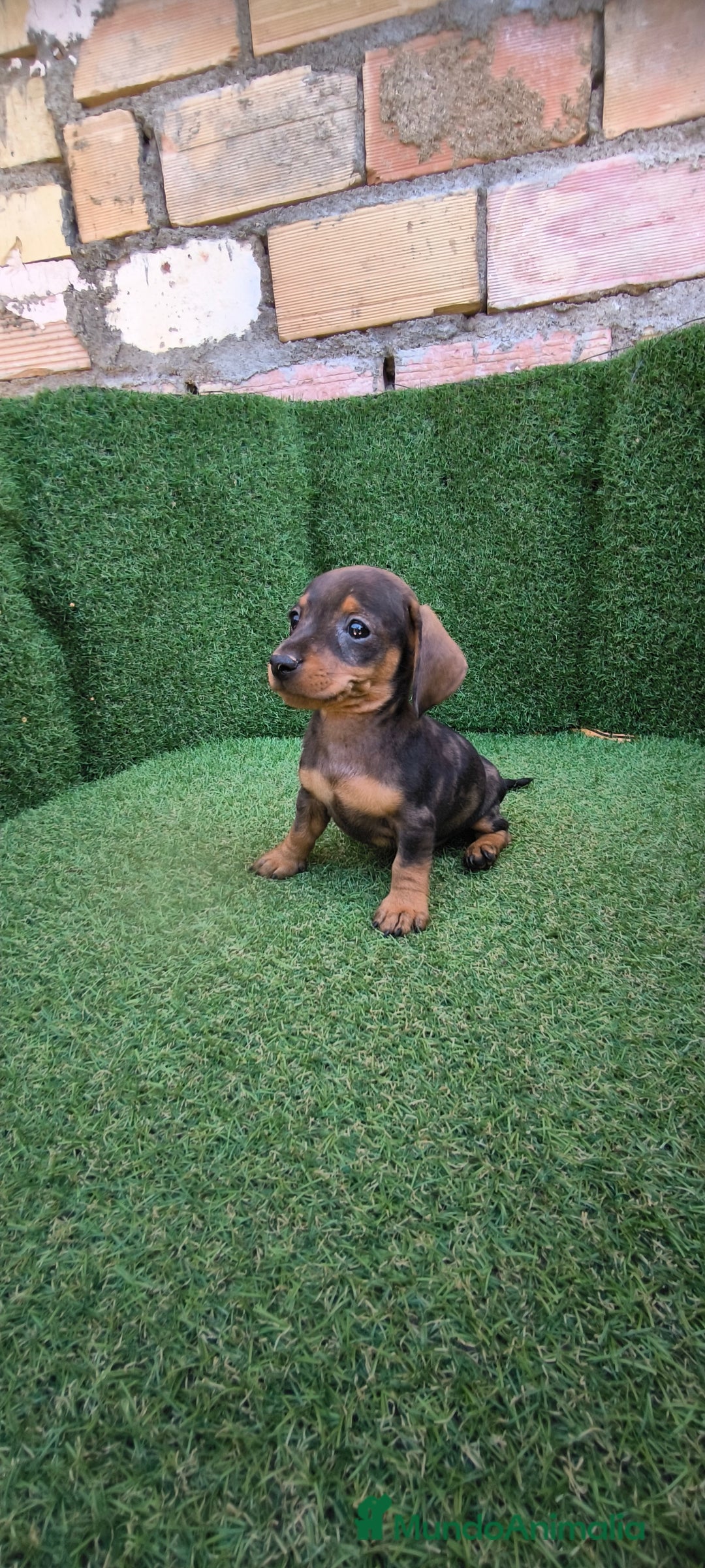 Teckel Miniatura perros en venta: teckel miniatura arlequin - Imagen 17
