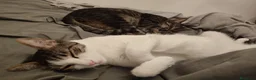 Europeo de Pelo Corto gatos en adopcion: Busco nuevo hogar para mis gatos  - Anuncio 8