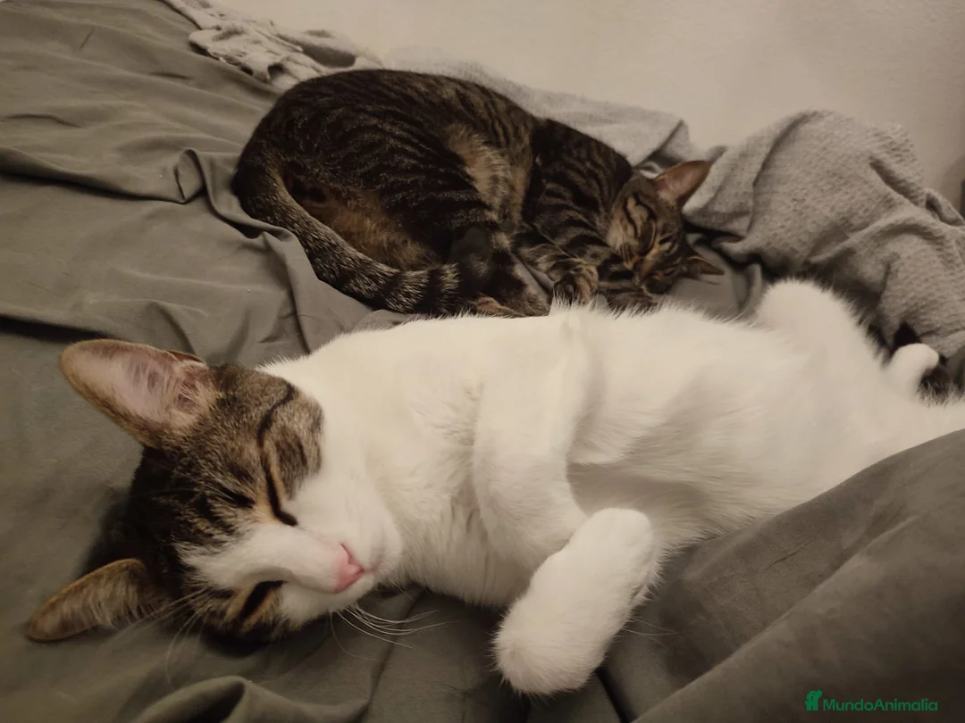 Europeo de Pelo Corto gatos en adopcion: Busco nuevo hogar para mis gatos  - Anuncio 8