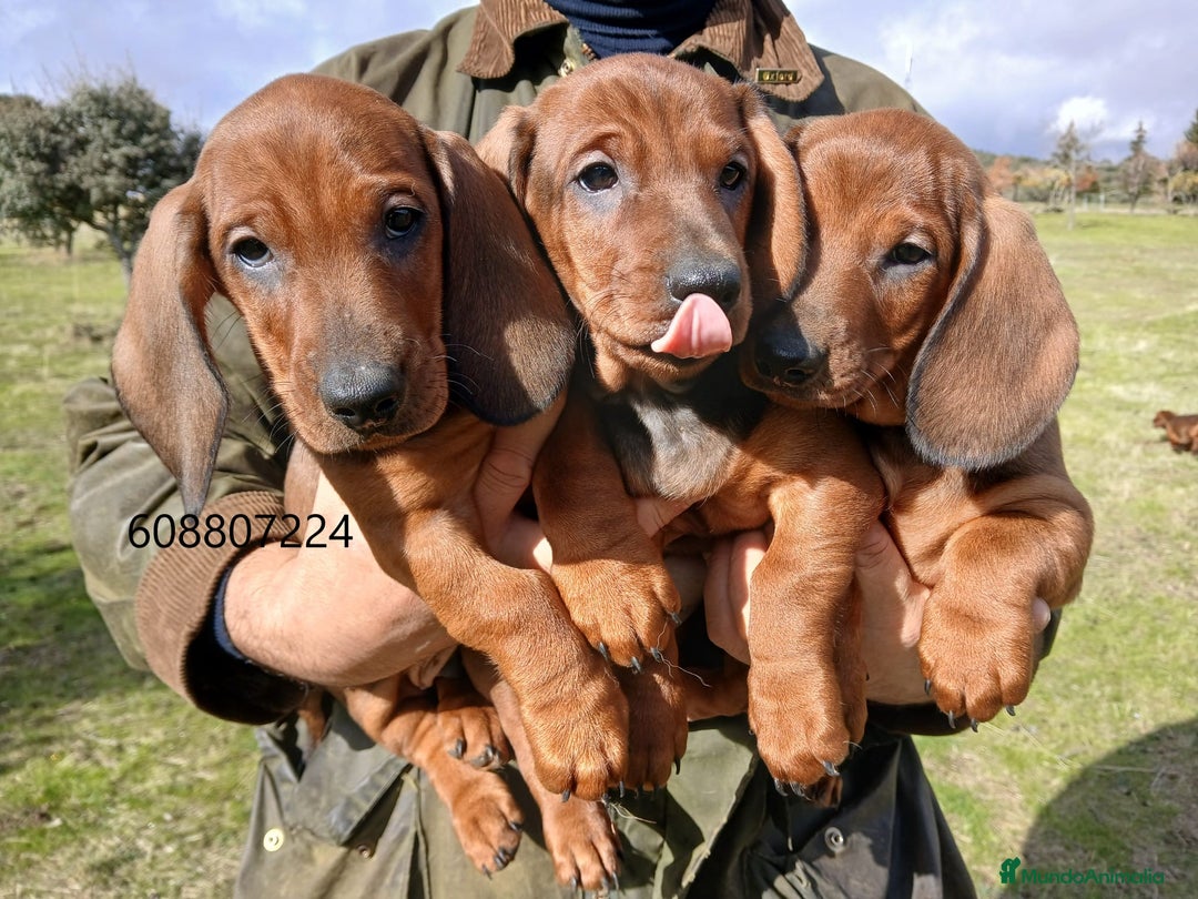 Teckel perros en venta: Teckel cachorros pelo corto - Anuncio 3