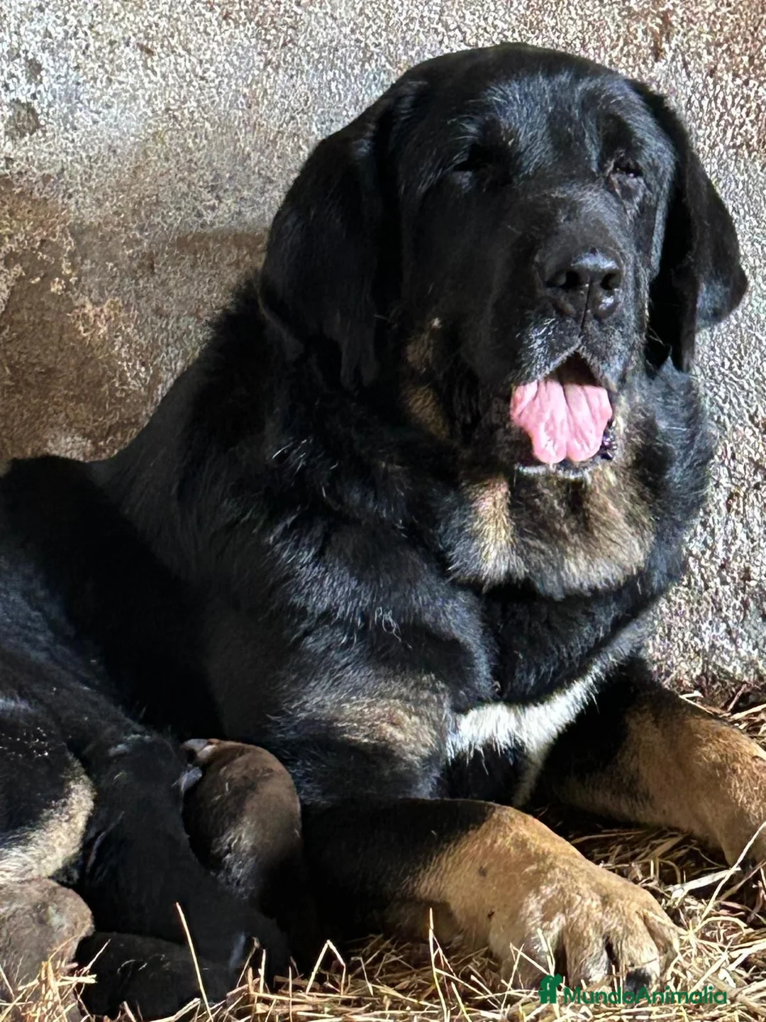 Mastín Español perros en venta: Camada de Mastin Español en Lugo - Anuncio 2
