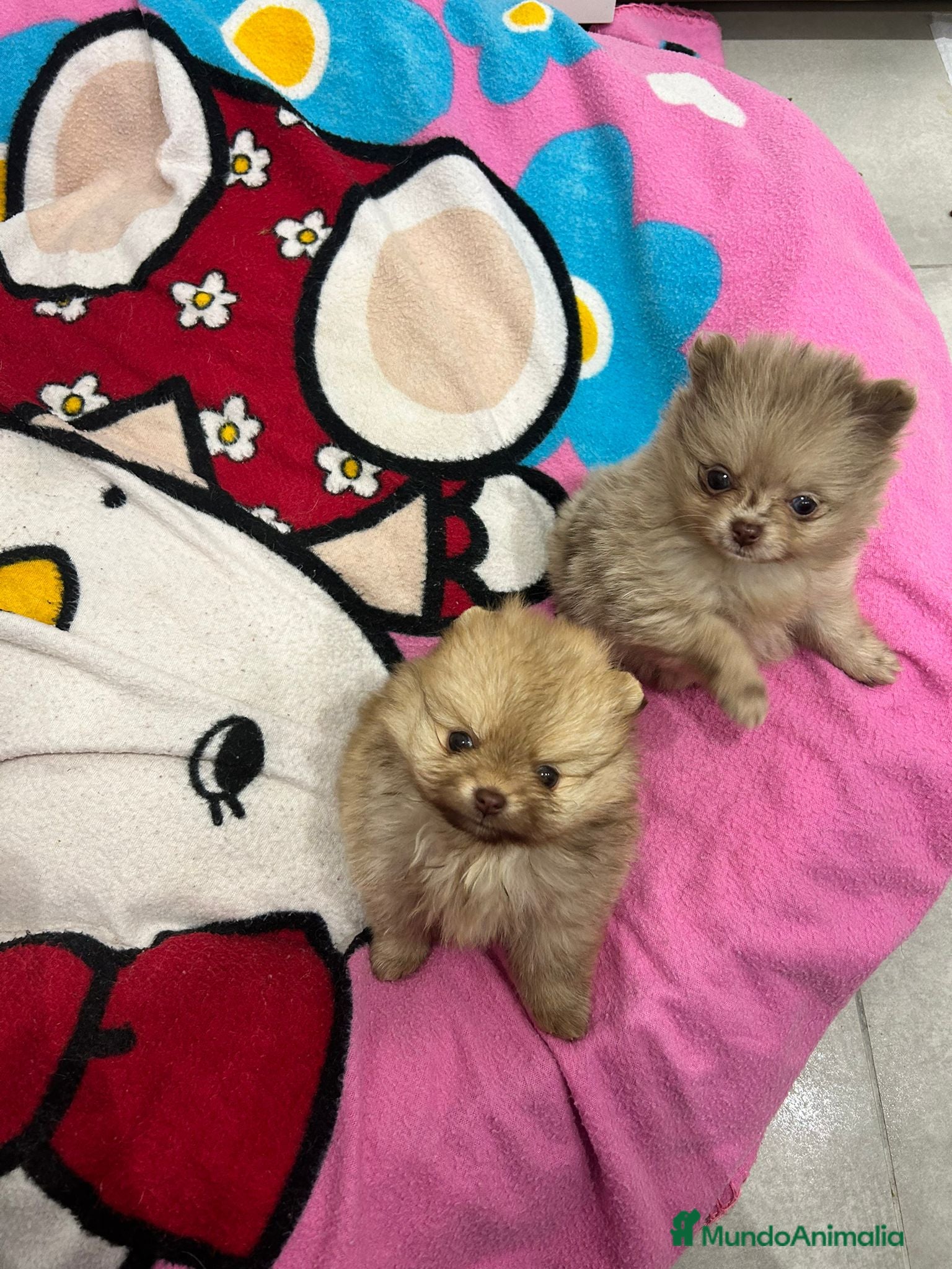 Pomerania perros Pomerania miniatura  - Anuncio 2