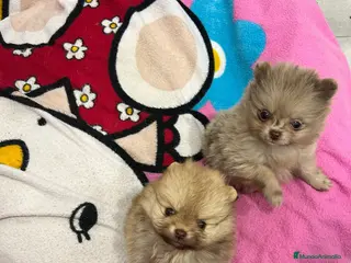 Pomerania perros Pomerania miniatura - Anuncio 2