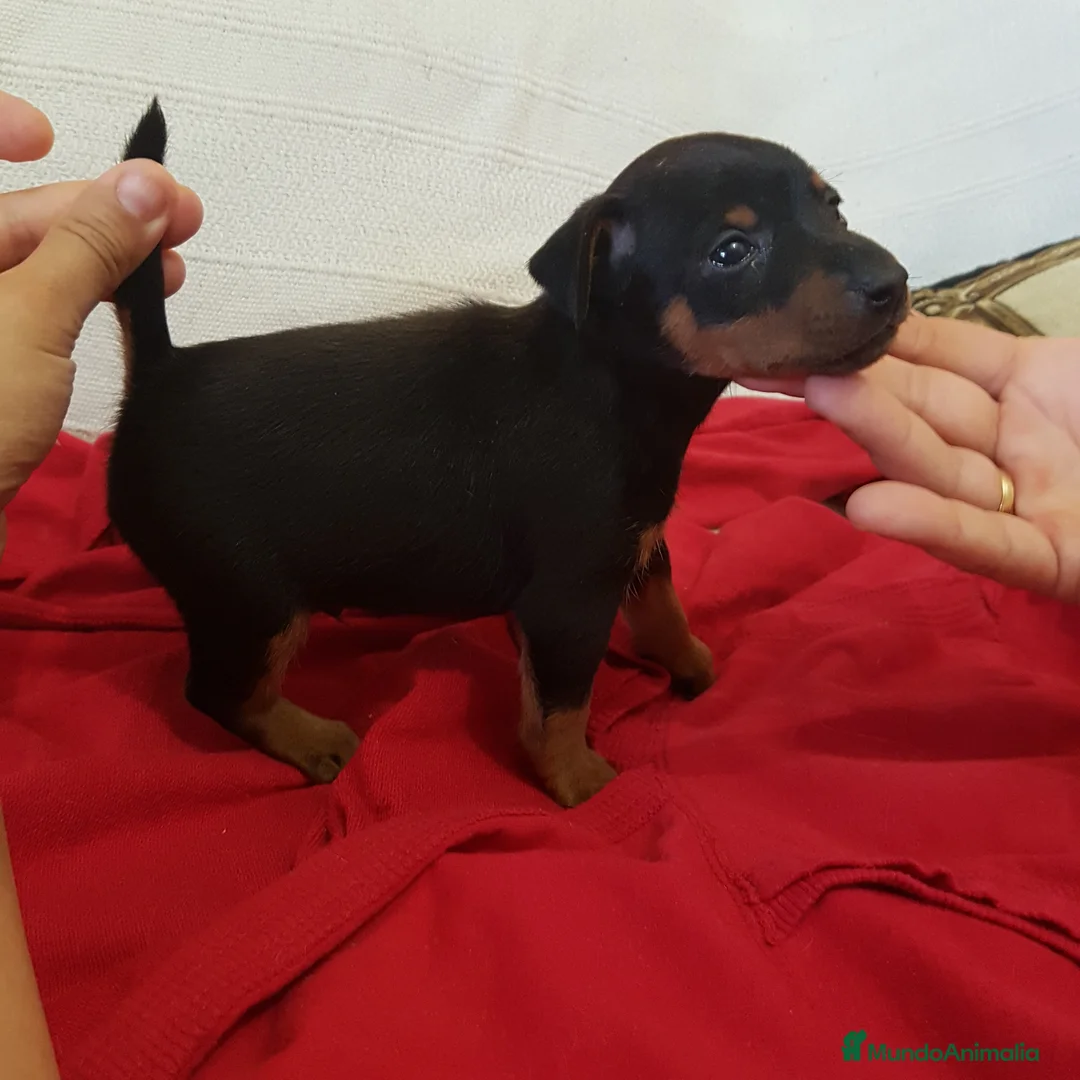 Pinscher Miniatura perros en venta: Pinscher mini machitos (belleza) - Anuncio 3