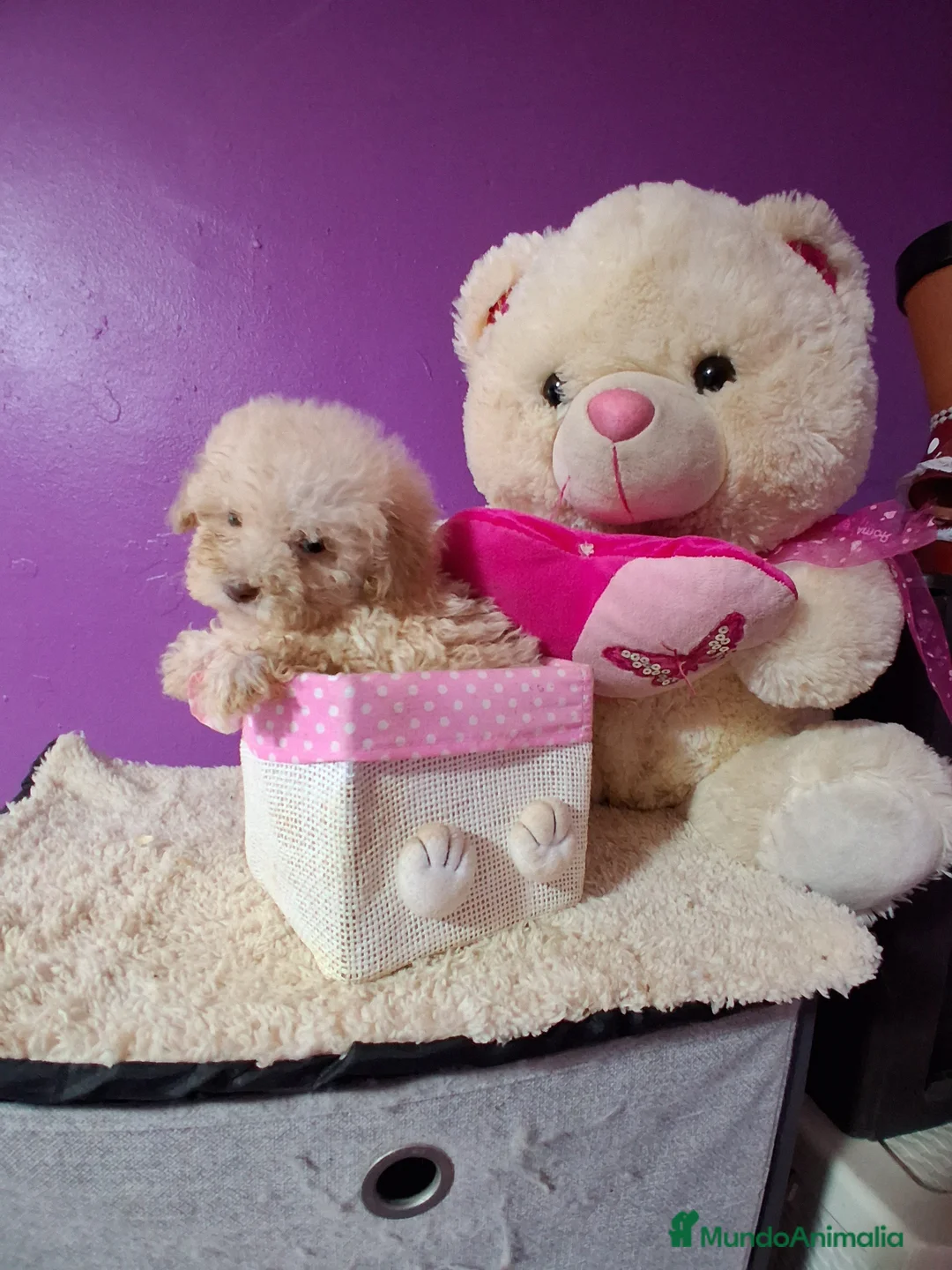 Caniche Toy perros en venta: Caniche toy - Anuncio 2