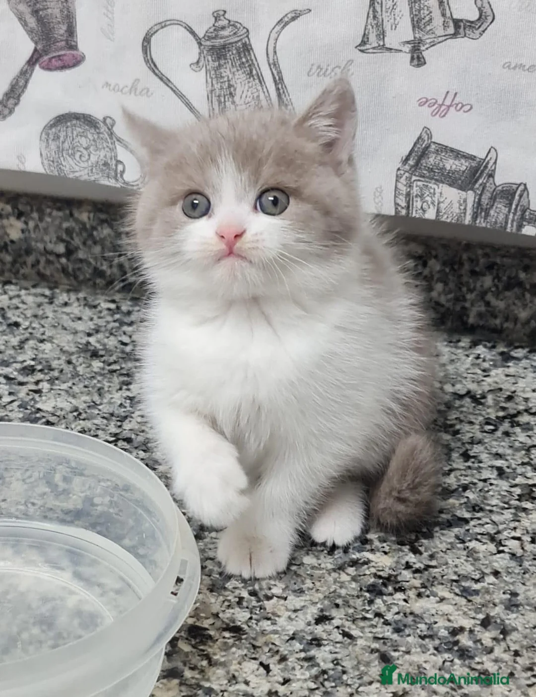 Imagen de galería {{count}}