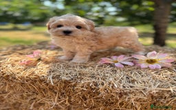 Maltipoo perros en venta: Maltipoo Macho disponible !! - Imagen 4