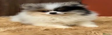 Pomerania Cachorro 1