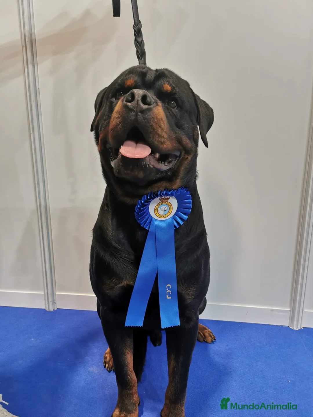 Rottweiler perros para monta: Rottweiler Montas - Anuncio 4