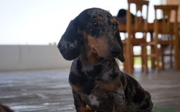 Teckel Miniatura perros en venta: 🐾 Gregorio & Pongo – Teckel miniatura 🐾 - Imagen 4