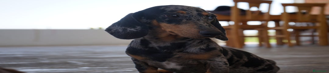 GREGORIO