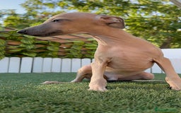 Pequeño Lebrel Italiano perros en venta: PICCOLO MACHO COLOR ISABELA - Imagen 11