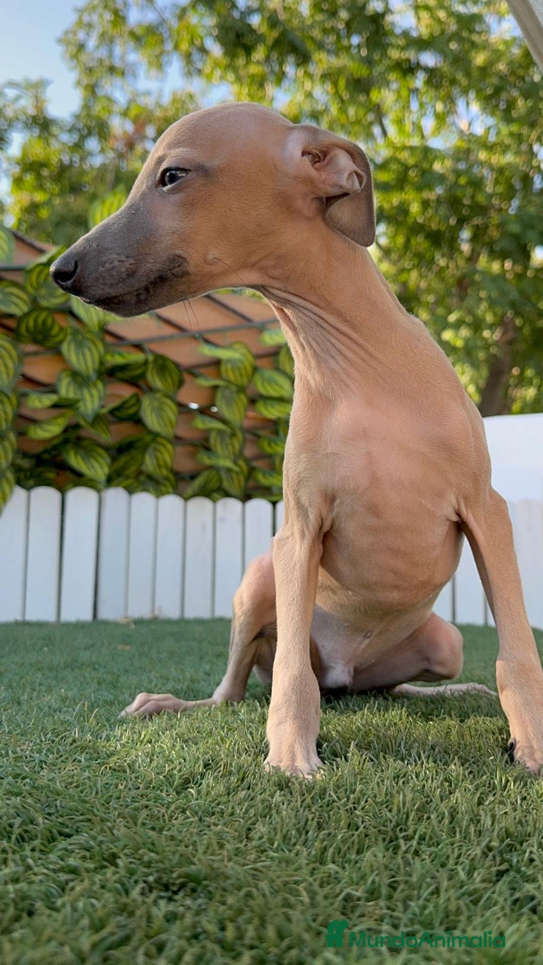 Pequeño Lebrel Italiano perros en venta: PICCOLO MACHO COLOR ISABELA - Imagen 11