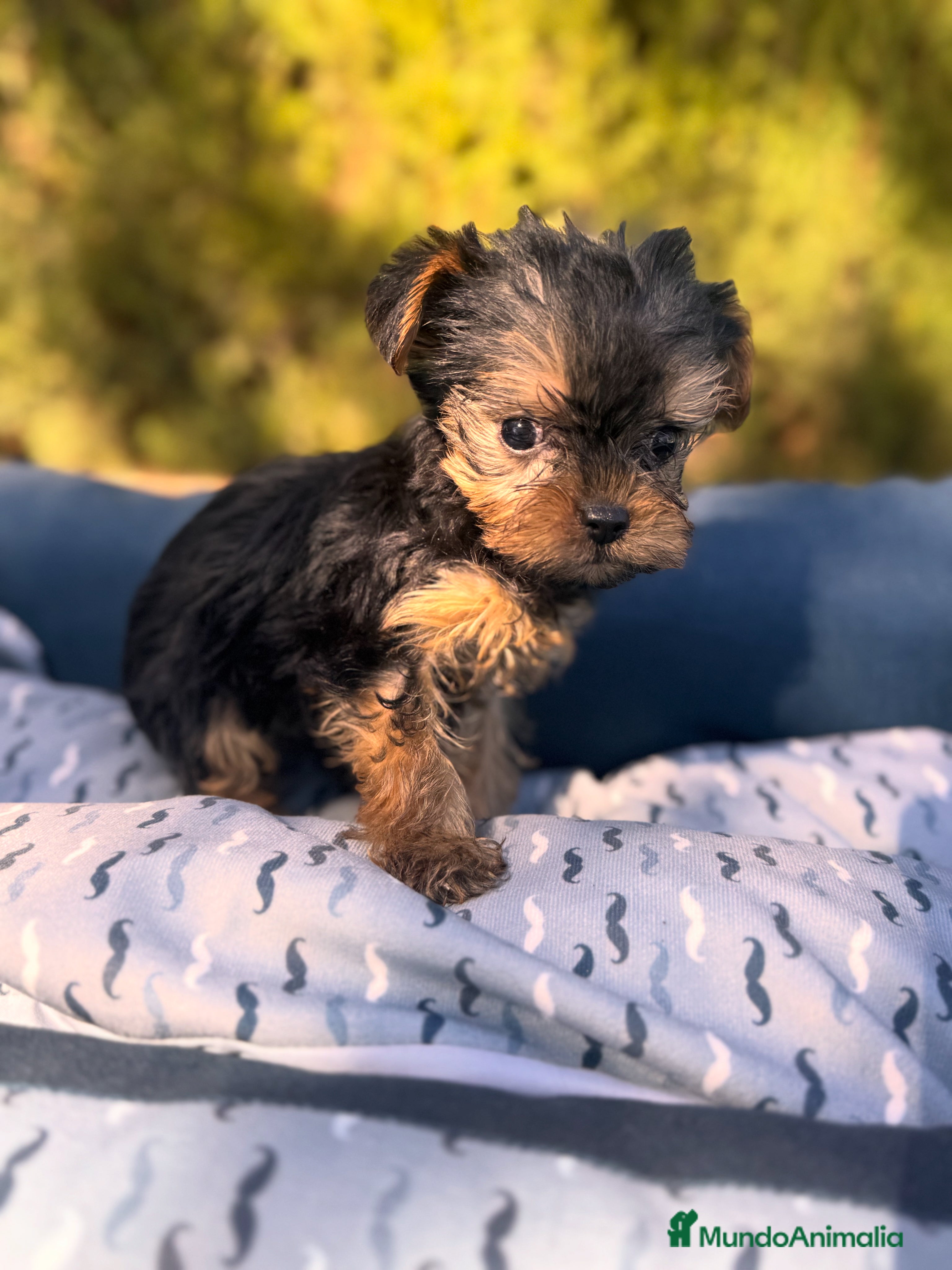 Yorkshire Terrier perros Yorkshire Yorkshire Yorkshire Yorkshire  - Anuncio 1