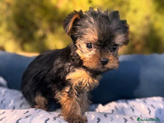 Yorkshire Terrier perros Yorkshire Yorkshire Yorkshire Yorkshire - Anuncio 36