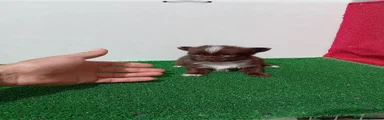 Chihuahua 8